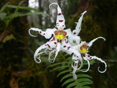 Oncidium cirrhosum