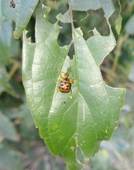 Agomadaranus pardaloides