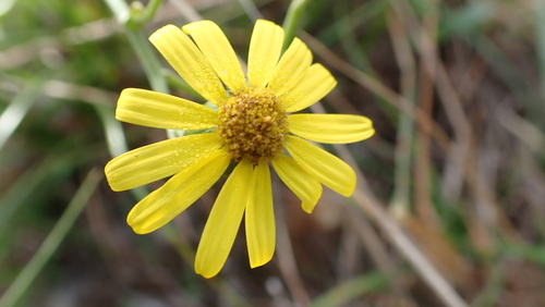 Narrow-leaved Ragwort