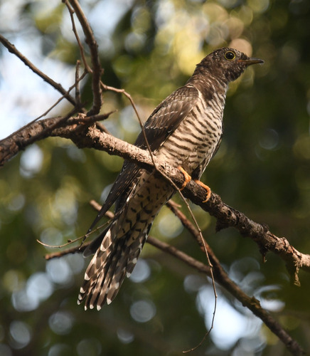 Cuculus saturatus observed 2026-09-12