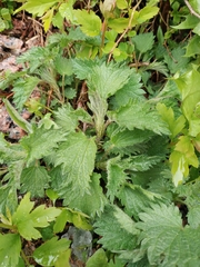 Urtica dioica