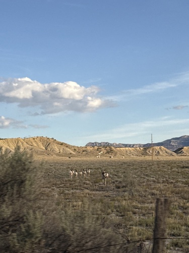 Pronghorn