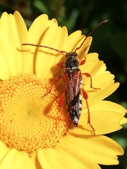 Stenopterus mauritanicus