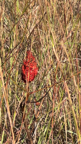 staghorn sumac