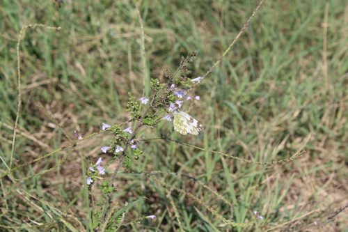 Eastern Bath White