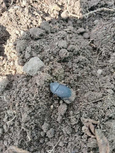 Obscure Carrion Beetle
