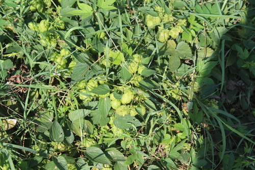 common hops