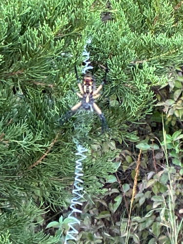 Yellow Garden Spider