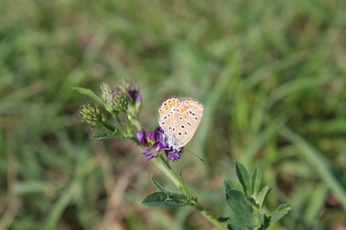 Common Blue