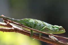 Kilimanjaro Blade-Horned Chameleon photo 4
