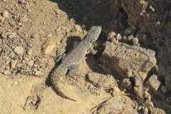 Oplurus cyclurus