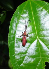 Pyrestes curticornis
