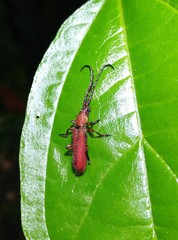 Pyrestes curticornis