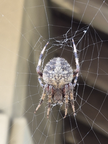 Spotted Orbweaver