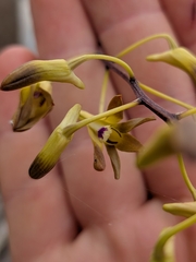 Dendrobium canaliculatum, photograph (c) Matt B, some rights reserved (CC BY)