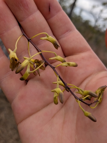 Dendrobium canaliculatum, photograph 2