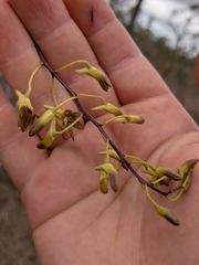 Dendrobium canaliculatum, photograph (c) Matt B, some rights reserved (CC BY)