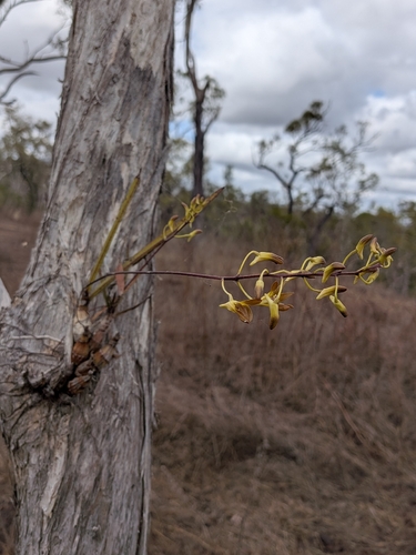 Dendrobium canaliculatum, photograph 3