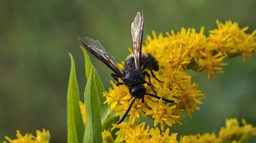 Scolia hirta