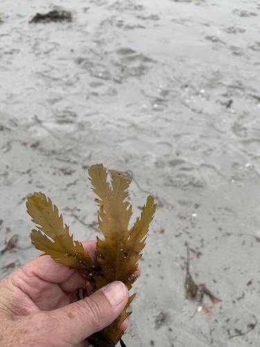 Saw Wrack