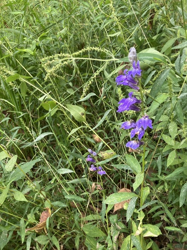 great blue lobelia
