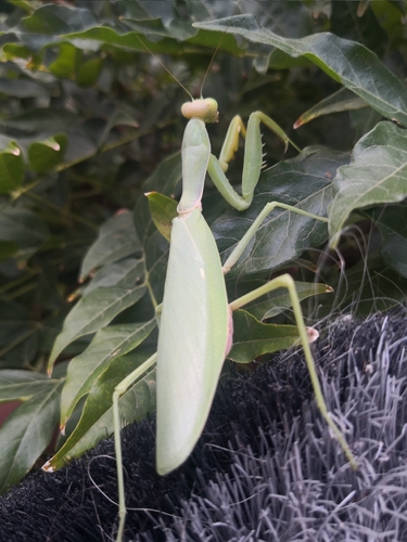 Transcaucasian Giant Mantis