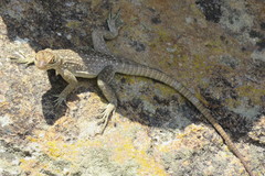 Oplurus quadrimaculatus