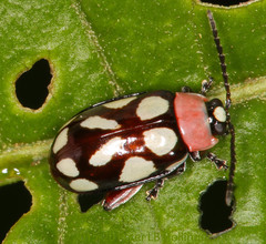 Omophoita simulans