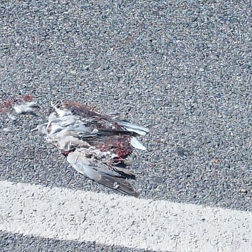 Feral Pigeon