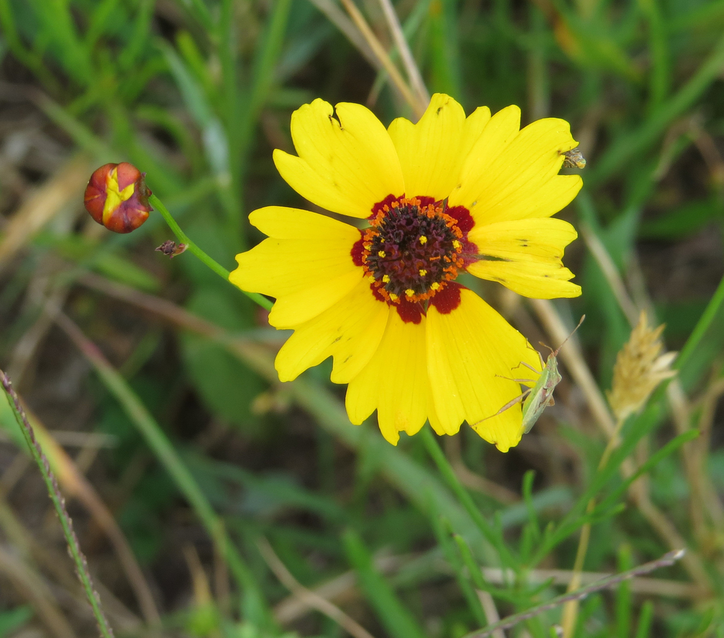 Coreopsis tinctoria
