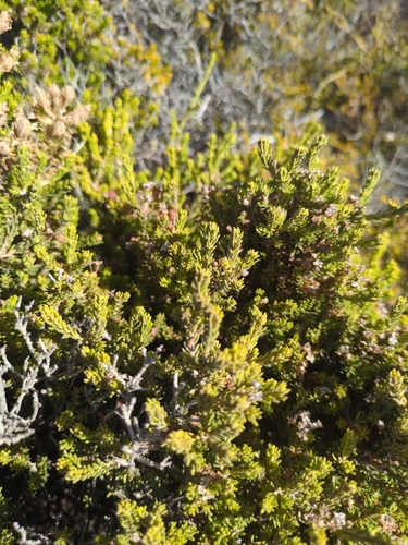 Erica manipuliflora, photograph 1