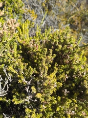 Erica manipuliflora