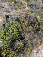 Erica manipuliflora, photograph (c) adrian-syros, some rights reserved (CC BY)