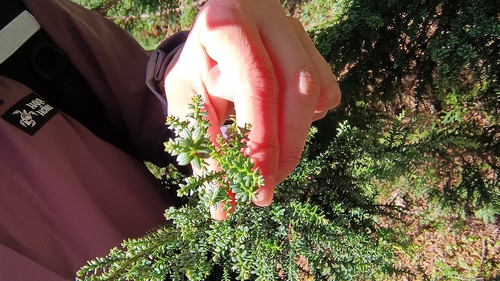 Fitzroya cupressoides, 2026-09-12