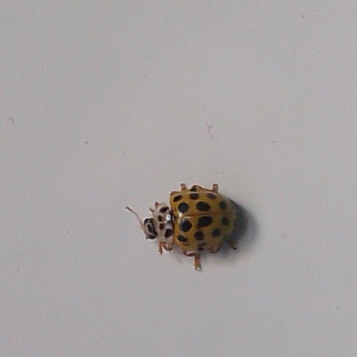 22-spot Ladybird