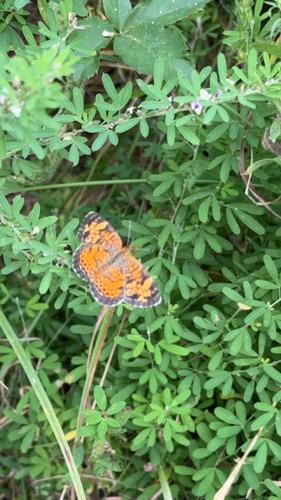 Pearl Crescent