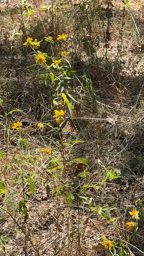 Monarch