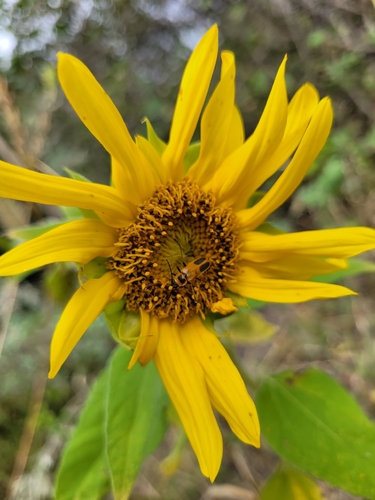 Goldenrod Soldier Beetle