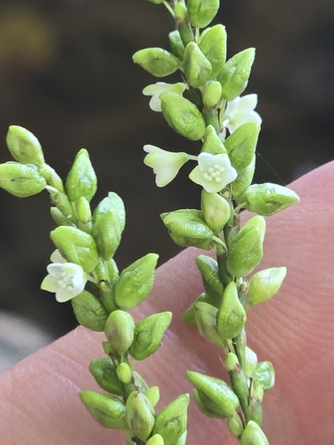 Persicaria setacea, photograph 1