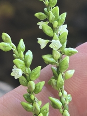 Persicaria setacea