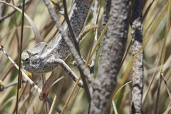 Furcifer
