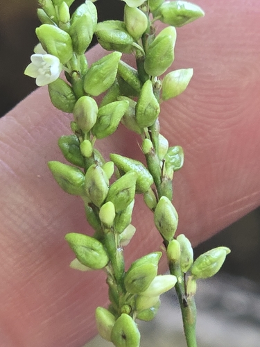 Persicaria setacea, photograph 2