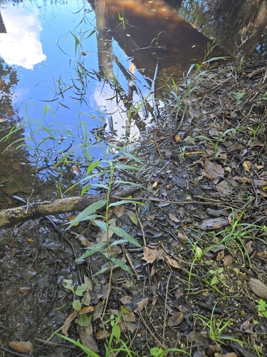 Persicaria setacea, photograph 5
