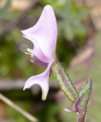 Disperis macowanii