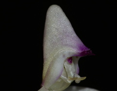 Disperis macowanii