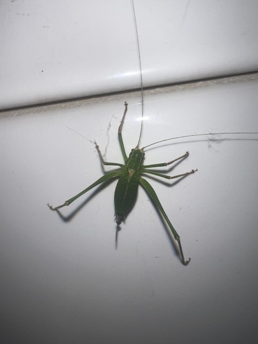 Speckled Bush-cricket