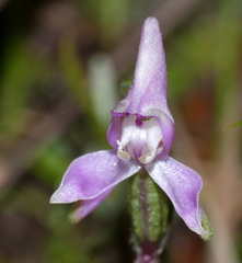 Disperis macowanii