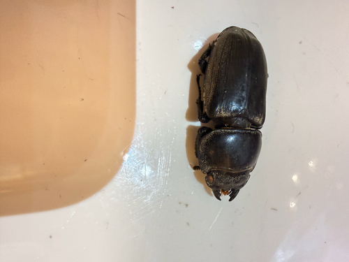 Serrognathus titanus platymelus