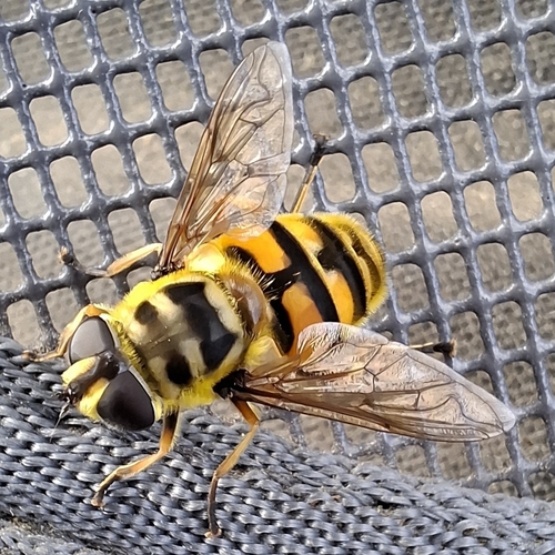 Yellow-haired Sun Fly