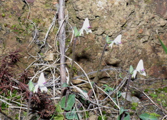 Disperis macowanii